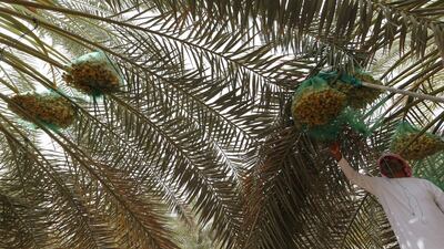 An Emirati man checks date palms of Kholas dates during the annual Liwa Date Festival. Researchers at NYU Abu Dhabi have developed a map of genetic changes across the genome of date palms. Karim Sahib / AFP