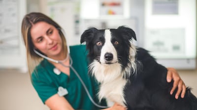 A vet at an IVC Evidensia clinic checks the heartbeat of a dog. The company raised €3.5 billion in February through a funding round that valued it at €12.3bn. Mubadala