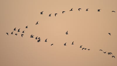 Migratory birds also make routine stops here