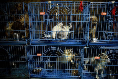 Rescued cats and dogs at a home for rescued animals in Chongqing, southwestern China. Twenty years ago, Wen Junhong saved an abandoned dog from the streets of Chongqing in southwestern China. She now shares her home with more than 1,300 of them, and they keep on coming. AFP Photo