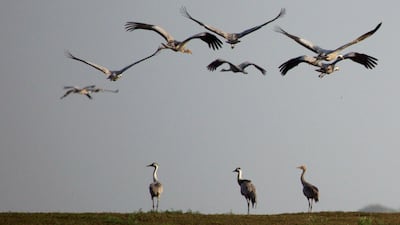 Cranes are seen at the Duchang wetland of Poyang Lake in Jiujiang, Jiangxi province, China. Reuters