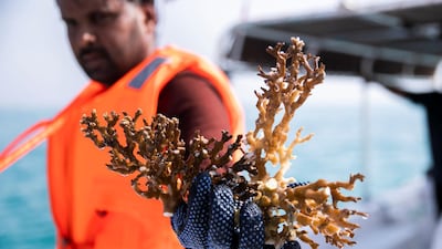 Volunteer divers are taking fresh coral from Dibba Fujairah Port and replanting it further out at sea to help marine life to thrive there. All photos by Reem Mohammed / The National