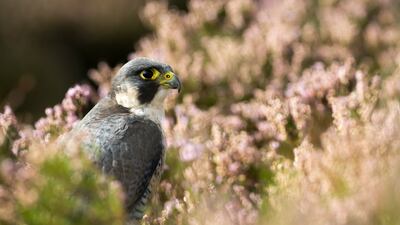 A captive peregrine falcon resting in heather on moorland, in Yorkshire, UK. A new breeding site for the birds is set to be opened in North Yorkshire on behalf of the Bahraini royal family. Getty Images