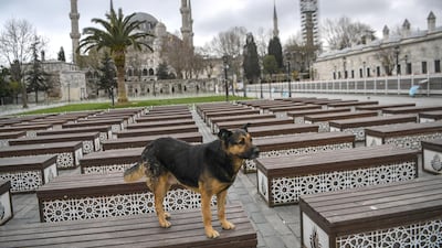 A stray dog during a animal food distribution near Sultanahmet mosque (blue mosque) in Istanbul after Turkish officials have repeatedly urged citizens to stay home amid the spread of the coronavirus. AFP