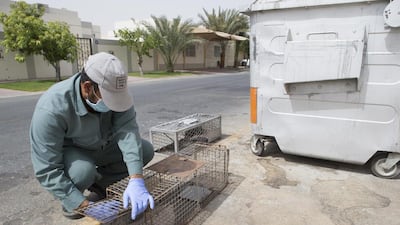 Mohammad Sheesham of the Dubai Municipality veterinary section sets traps for stray cats in Al Awir near the border of Sharjah. Antonie Robertson / The National