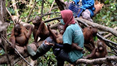 The 101 orang-utans under Ms Budi’s care — including the 16 playful infants — are the lucky ones, rescued near death and nurtured back to health with baby bottles in a tranche of protected forest outside the city of Ketapang.