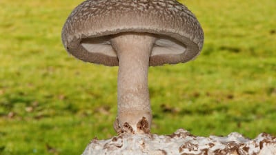 Half a cup of cooked shiitake mushrooms contains 72 per cent of your daily recommended intake of copper.