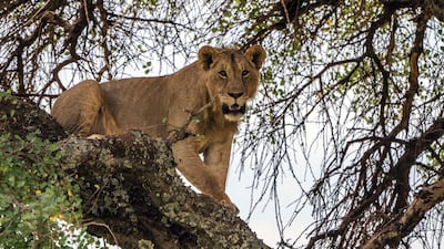 A young lion climbs down a tree in Tanzania's Tarangire National Park. AP Photo