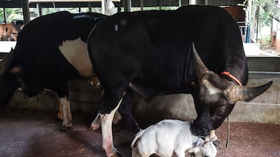 A normal animal gives an idea of just how tiny Rani is.