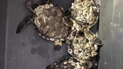 “After the bumper nesting season earlier in the year, we are unfortunately expecting a lot of these as we move into winter," the Dubai Turtle Rehabilitation Project says