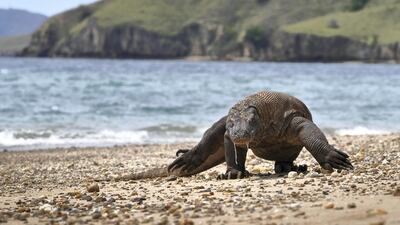 Plans to close Komodo Island to tourists have been scrapped, Indonesia's environment minister has announced. AFP