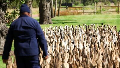 The pest-munching ducks keep the vineyards blooming. Their long legs and an upright posture help them reach for snails between the leaves