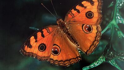 Satish Kumar / The National