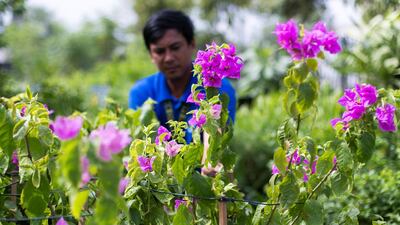 Rolan arranges the bougainvilleas at the newly opened Dubai Garden Center in Jumeira 1. Reem Mohammed / The National