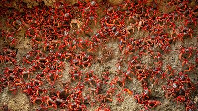 Episode 3, Weather: once a year the red crabs of Christmas Island move en masse to the sea to breed. Photo: Amy Thompson / Silverback Films 2018