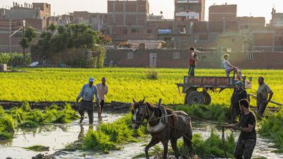 Farmers plant rice in the Nile Delta, north of Egypt's capital Cairo, amid a shortage of food imports. AFP