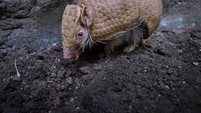 A baby female albino armadillo at Beauval Zoo, in Saint Aignan, France. This is the first time that a "three-banded" armadillo with albinism has been observed in the world. AFP