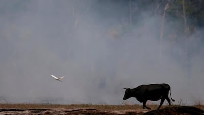 A bird flies next to an ox walking on a smouldering field after a fire burnt a tract of the Amazon rainforest as it was cleared by farmers in Brazil. Reuters