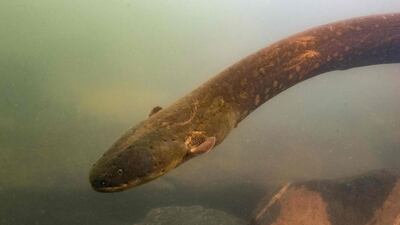A newly discovered electric eel (Electrophorus Voltai). AFP/ Leandro Sousa