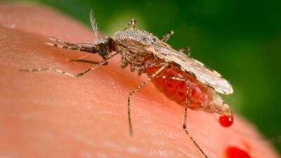 A feeding female Anopheles Stephensi mosquito crouching forward and downward on her forelegs on a human skin surface. Despite progress in the field of health care, malaria continues to be a threat in Africa. AP Photo