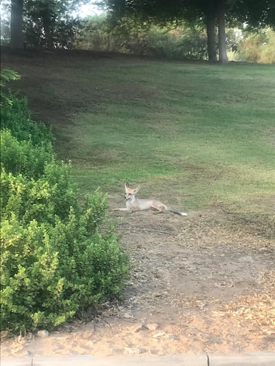 Heidi Walraven says foxes and deer are frequently seen in her community. Photo: Heidi Walraven