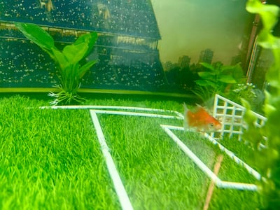 A Toronto goldfish named Swimbappe has gained a following for his World Cup picks. Thomas Watkins / The National