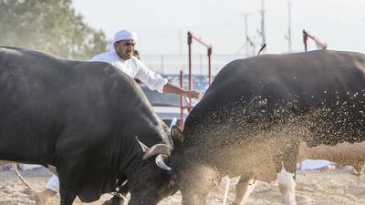 Bull fighting in Fujairah corniche.