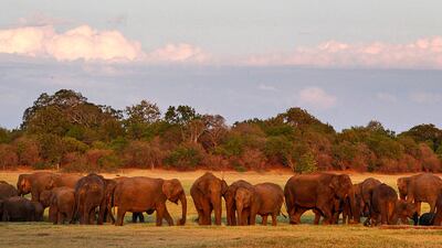 August 11, 2011: A herd of Asiatic wild elephants gather at a national park in Minneriya. AP Photo/Chamila Karunarathne