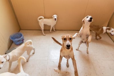 Mixed-breed desert dogs form most of the centre's population, as they are harder to rehome. Antonie Robertson / The National