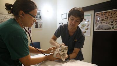 A stray cat is checked at Australian Veterinary Hospital as part of a campaign by Animal Welfare Abu Dhabi to trap, neuter and release cats. Ravindranath K / The National