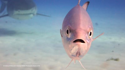 He's right behind me, isn't he? A worried little common jack asks the photographer a rhetorical question as a tiger shark lurks in the Bahamas. Anthony N Petrovich / The Comedy Wildlife Photography Awards 2019