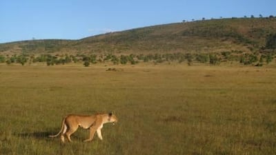 A lion roams the Masai Mara game reserve.