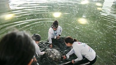 One of the turtles was ceremonially named Zaha, after famed Arab architect Zaha Hadid