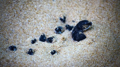 In March, staff at a national park in the southern province of Phanga Nga found 84 hatchlings after monitoring eggs for two months. Reuters