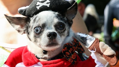 A dog wears a pirate costume. Reuters
