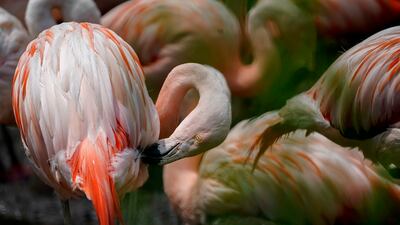 Chilean flamingos groom each other at Lincoln Park Zoo in Chicago. AP