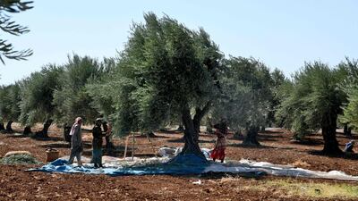 Syrians harvest olives in a field in the village of Jindayris in the Afrin region of Syria's rebel-held northern Aleppo province, on September 30. The Middle East is heating at nearly twice the global average, threatening potentially devastating impacts on its people and economies, a new climate study shows. AFP
