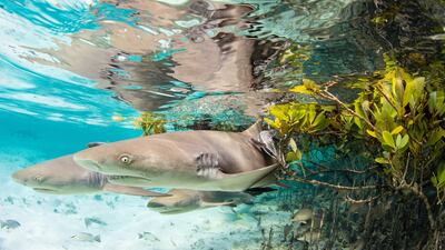 Runner Up, Mangroves & Underwater, Jillian E Morris, Bahamas. Photo: Jillian E Morris / Mangrove Photography Awards