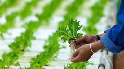 Finalists have been announced for a $1 million (Dh3.8m) prize fund that aims to find innovators to develop future food systems in the UAE. Courtesy: FoodTech Challenge