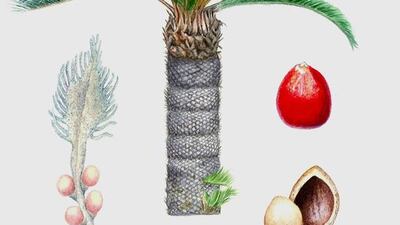 Cycas revoluta OK.Julio Figueroa for The National