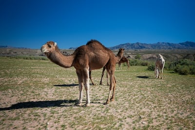 Camels may call out when separated from their group. Joshua Longmore / The National