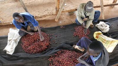 Workers sort coffee berries at a factory in Kienjege. Some Kenyan coffee farmers are losing their patience with coffee and are venturing into other enterprises or moving to cities. Thomas Mukoya / Reuters