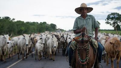 A 'Pantaneiro' (herdsman) drives cattle along a road near Pocone, Mato Grosso state, western Brazil. AFP PHOTO/Yasuyoshi CHIBA
