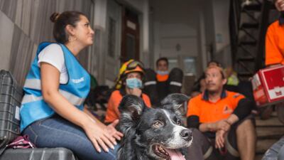 Flash, a Chilean rescue dog that located the first signs that there may be a survivor of the Beirut blast trapped in a destroyed home, sits resting in Beirut, Lebanon. Flash, a sniffer dog with a Chilean rescue crew responded to the presence of a person in the rubble of a building damaged in the deadly explosion on August 4. The condition of the person is unknown. Getty Images