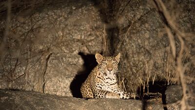 A team of 50 experts is searching for the leopard in India’s Himalayan Uttarakhand state. File photo: Sujan Jawai Leopard Camp