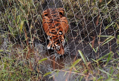 Melati, a female Sumatran tiger, was killed by another tiger brought in to mate with her. AFP