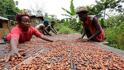 Workers sort cocoa beans in Enchi, Ghana. Some 70 per cent of the world's cocoa comes from West Africa, with Ghana and the Ivory Coast providing half of that amount. Reuters