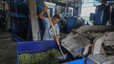 A Palestinian man sorts olives to be pressed at an olive oil factory in Khan Yunis in the southern Gaza Strip during the annual harvest season. AFP