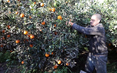 Orange harvest in Toukh, north of Cairo. Sixty per cent of Egypt's $100 billion annual import bill is for food. EPA