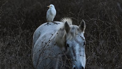An egret stands on the back of a Camargue horse near Villeneuve les Beziers, southern France. AFP